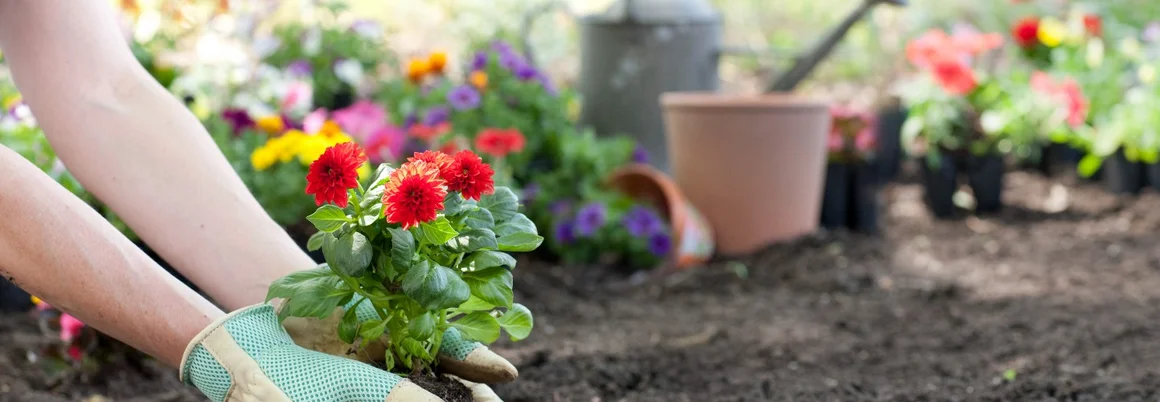 Person pflanzt Blume mit Gartenhandschuhen